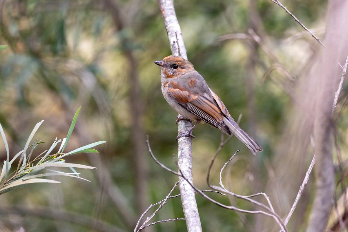 Golden Whistler - Graham Possingham