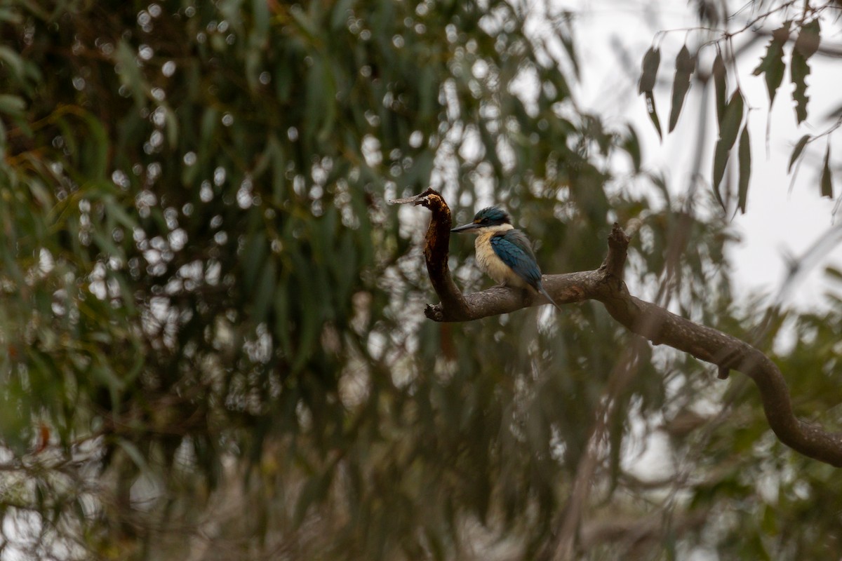 Sacred Kingfisher - ML611992400