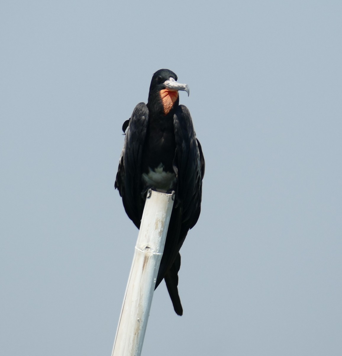 Christmas Island Frigatebird - ML611992417