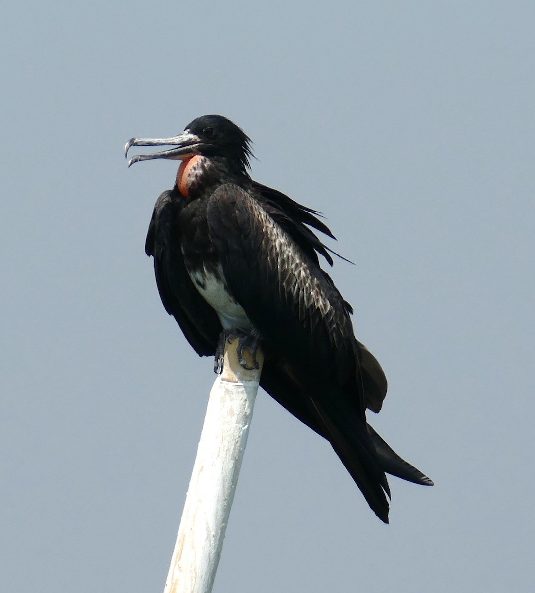 Christmas Island Frigatebird - ML611992418