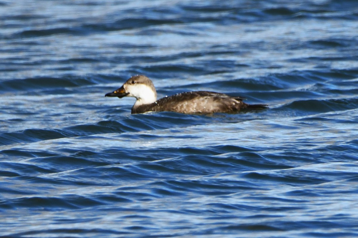 Black Scoter - Lori Brummer