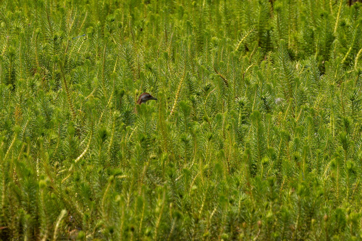 Baillon's Crake - ML611992538