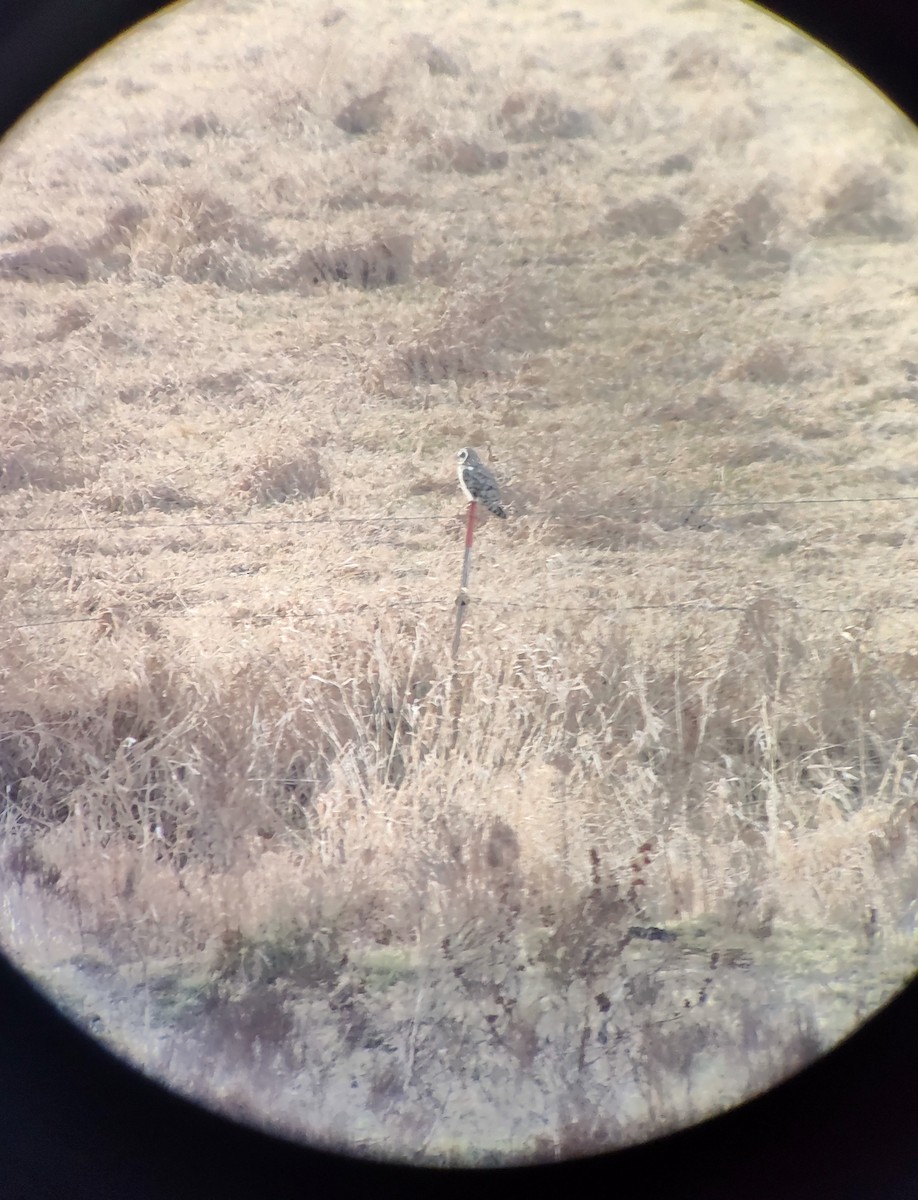 Short-eared Owl - ML611992540