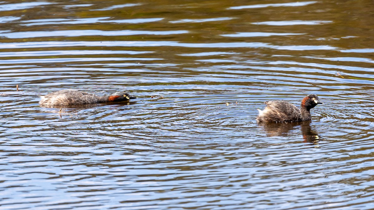 Australasian Grebe - Graham Possingham