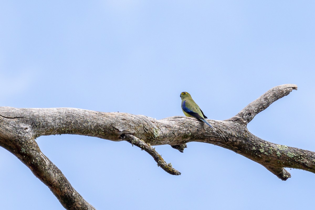 Blue-winged Parrot - Graham Possingham