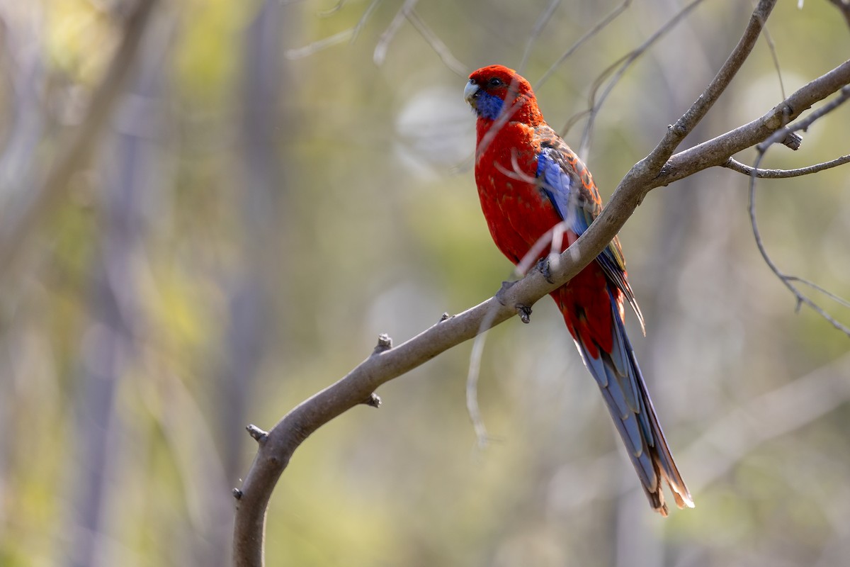 Crimson Rosella (Crimson) - ML611992545