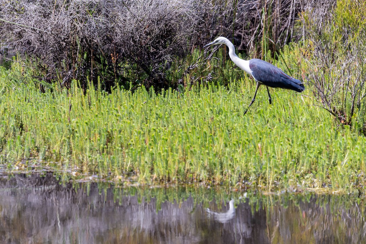 Pacific Heron - ML611992547