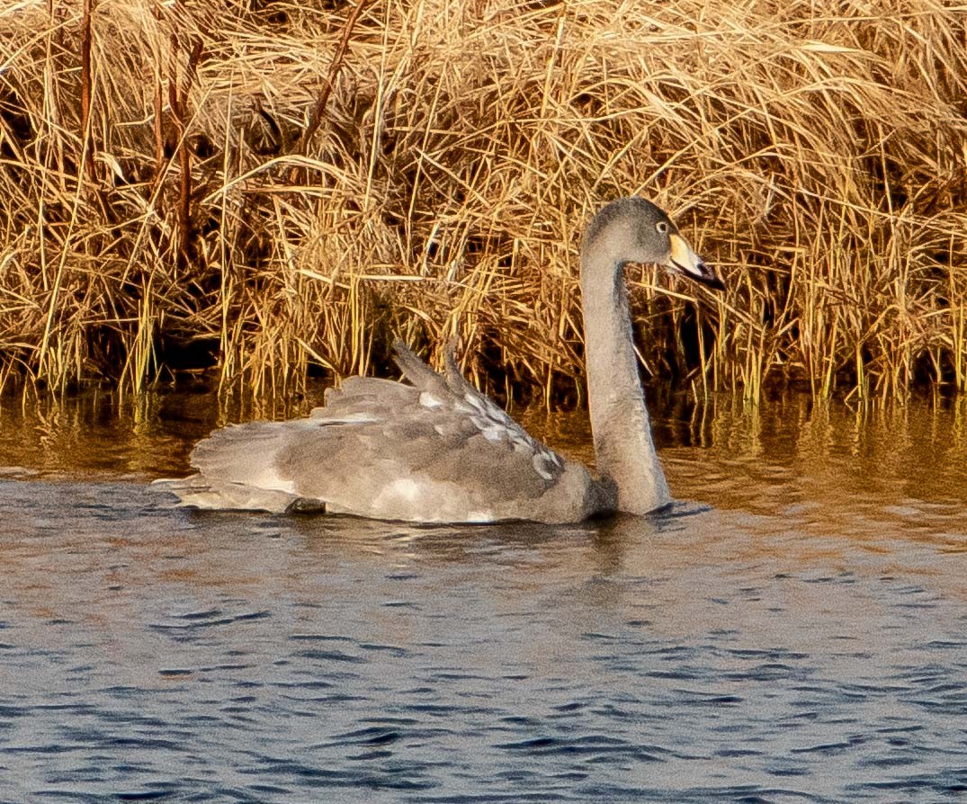 Whooper Swan - Kathy Borshanian