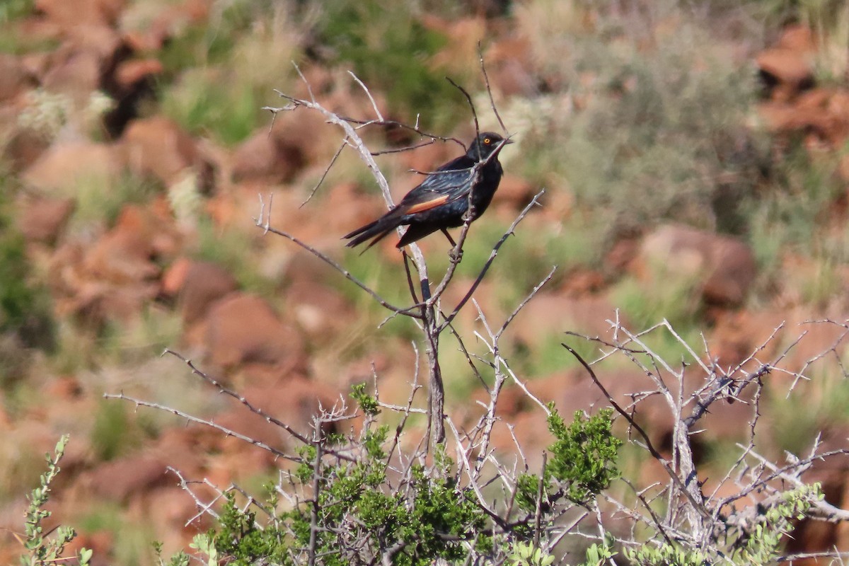 Pale-winged Starling - ML611992588