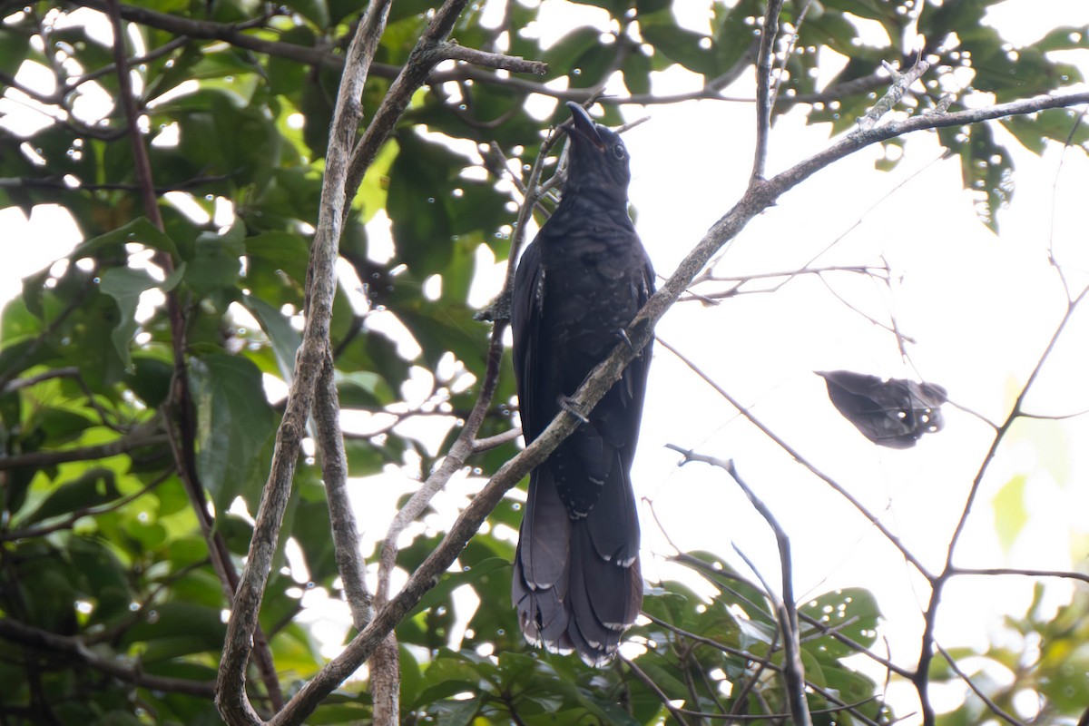 White-crowned Cuckoo - ML611992672