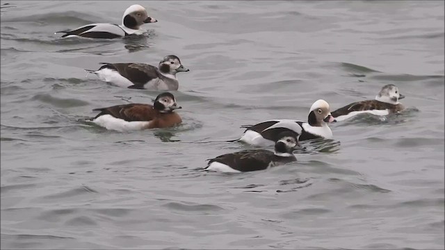 Long-tailed Duck - ML611992712