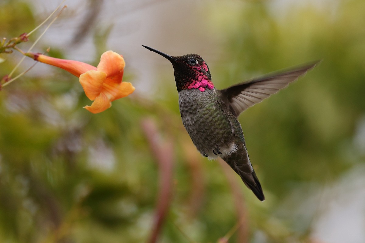 Anna's Hummingbird - Linda Pittman