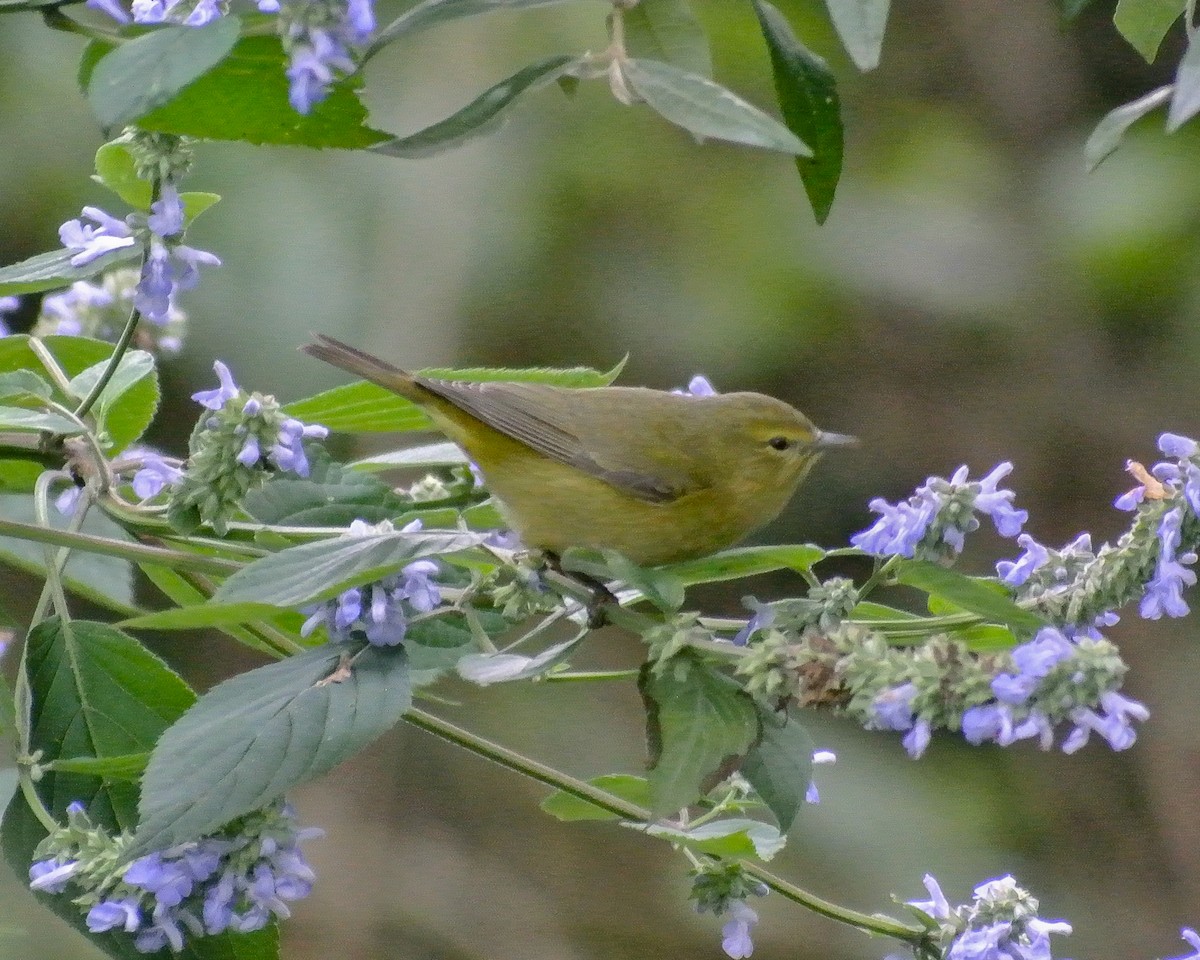 Orange-crowned Warbler - ML611992906