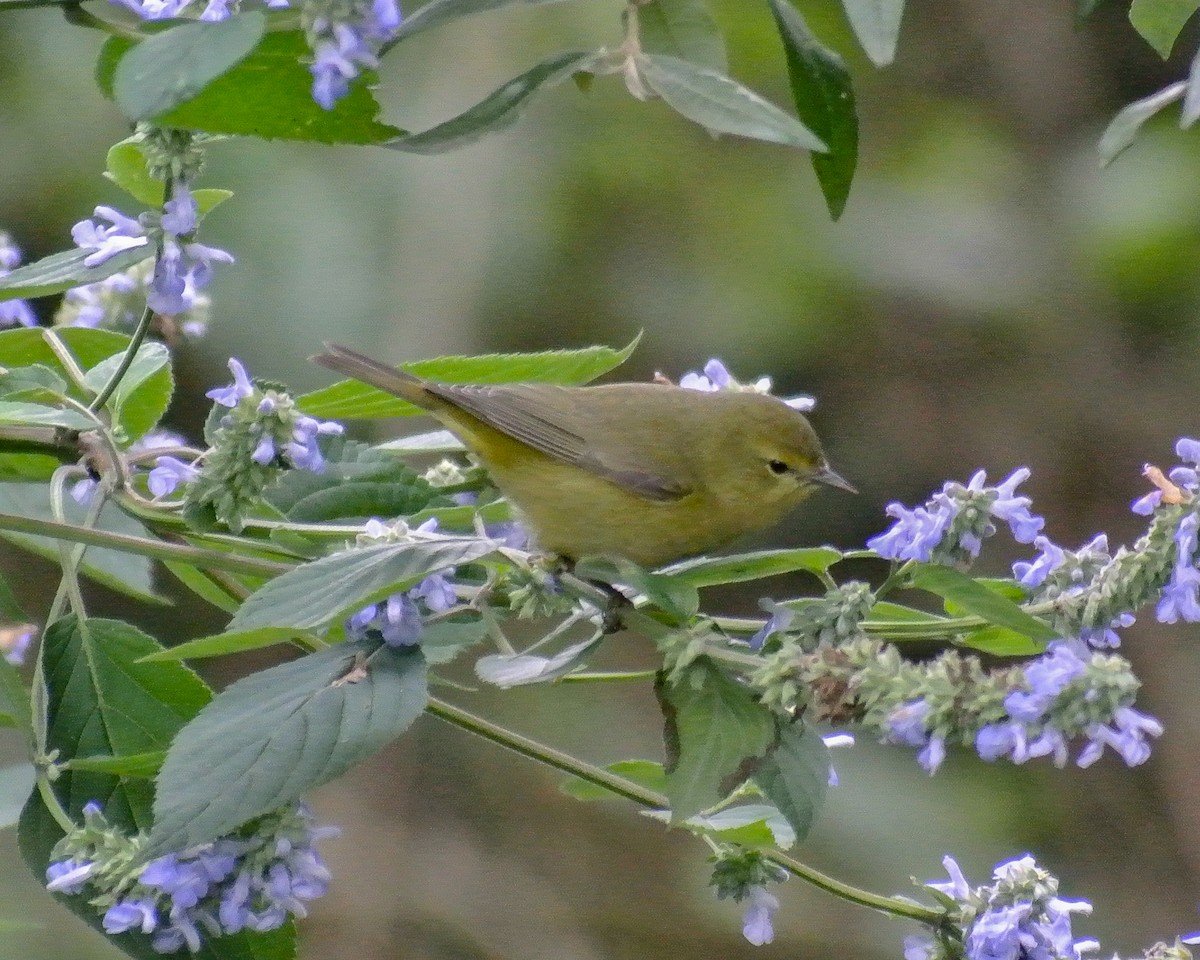 Orange-crowned Warbler - ML611992907