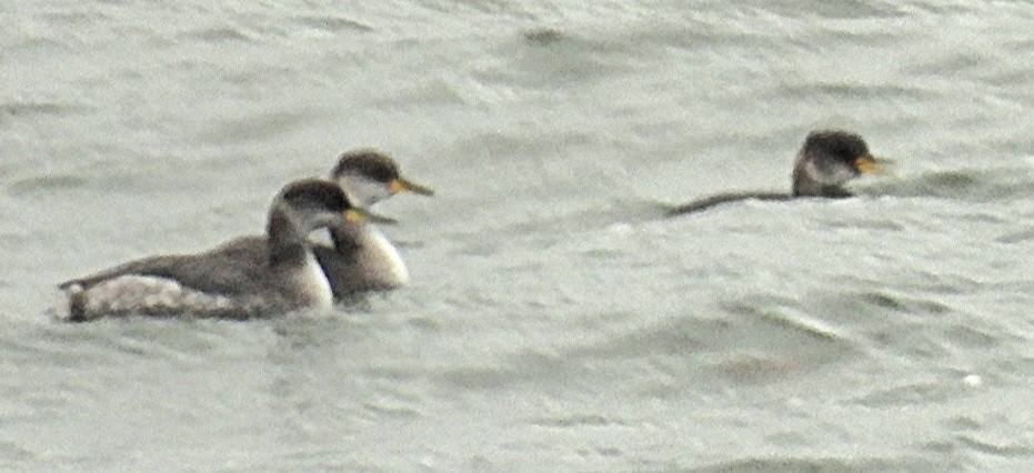Red-necked Grebe - ML611992940