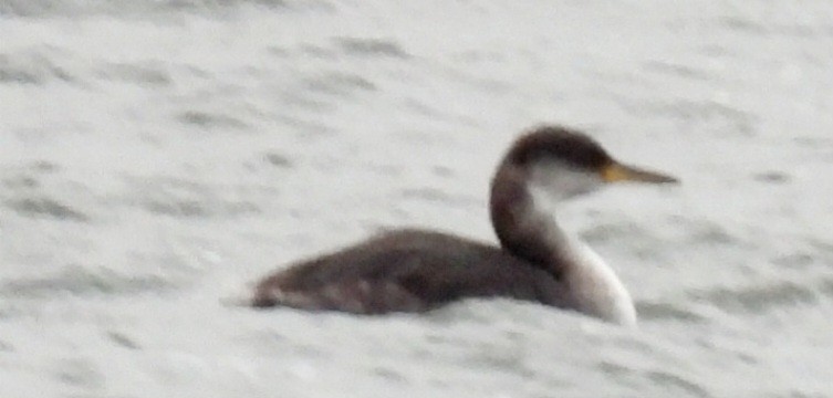 Red-necked Grebe - ML611992941