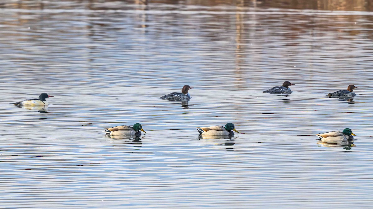 Common Merganser - ML611992959