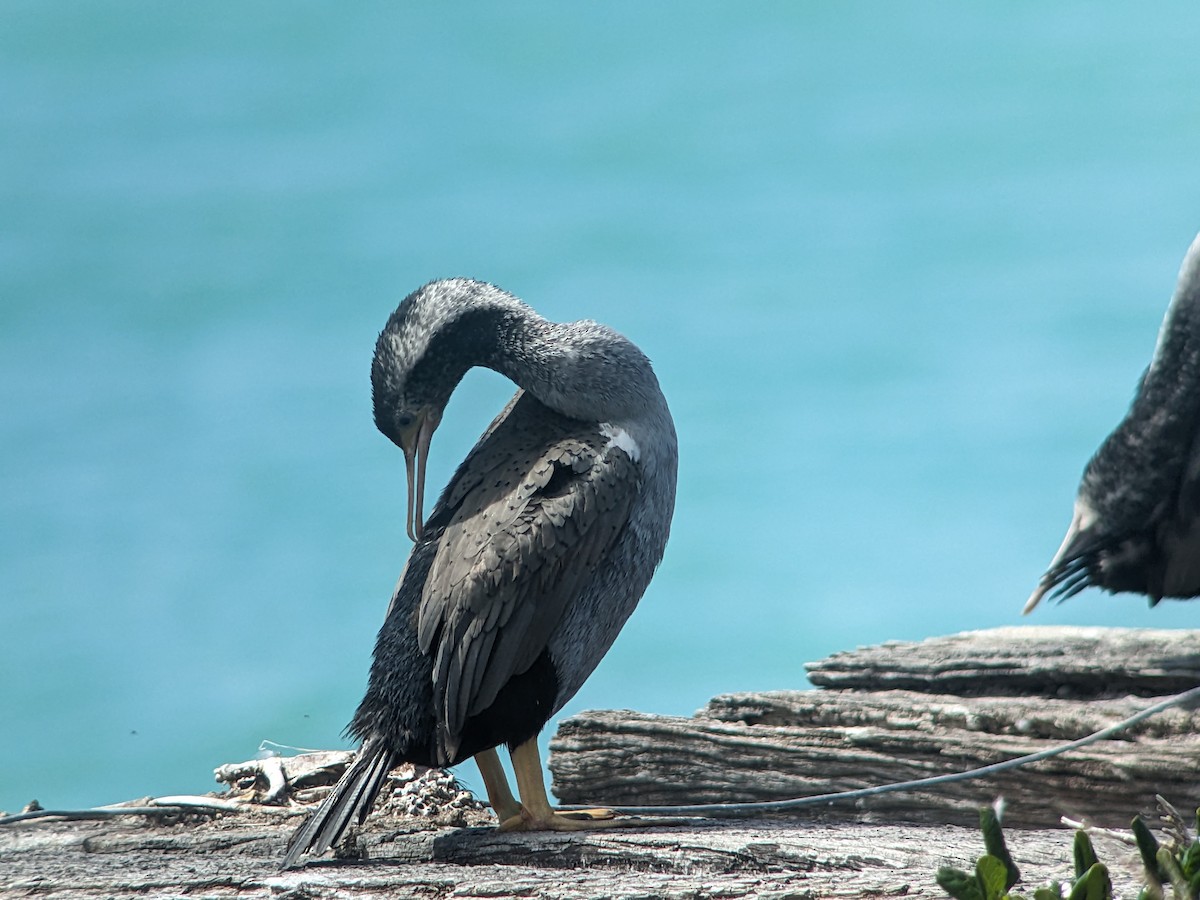 Spotted Shag - ML611992969