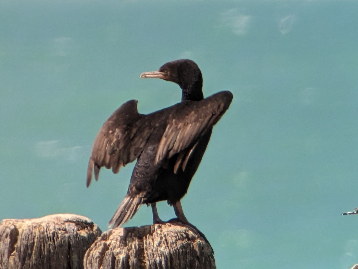 Stewart Island Shag (Otago) - ML611992976