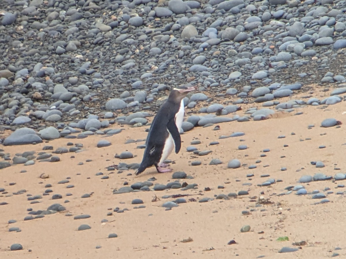 Yellow-eyed Penguin - ML611993007