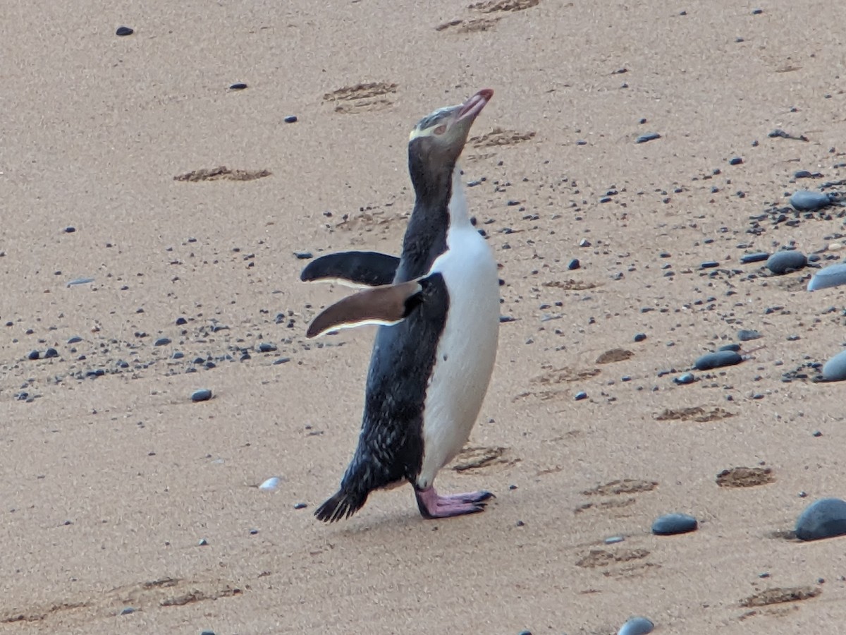 Великолепный пингвин - ML611993008