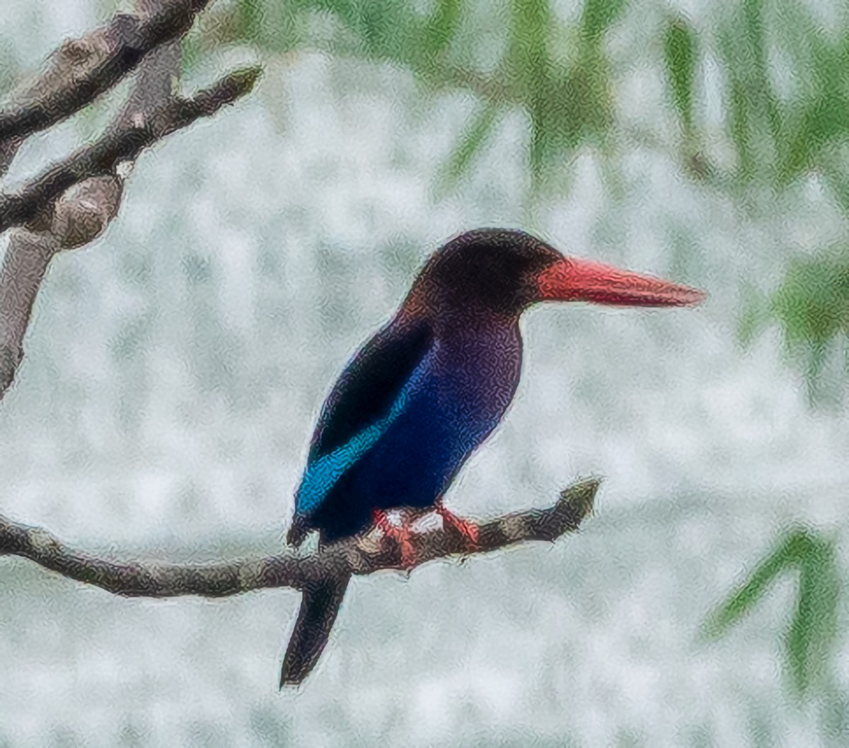 Javan Kingfisher - ML611993023