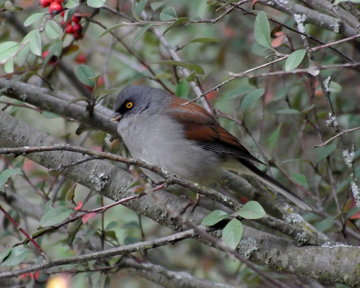 Yellow-eyed Junco - Miguel Mota