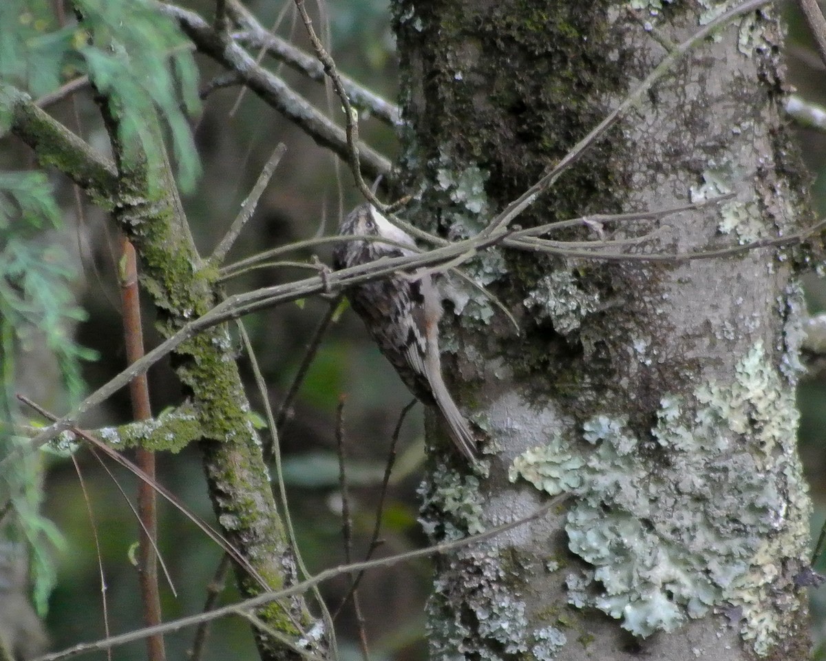 Brown Creeper - ML611993036