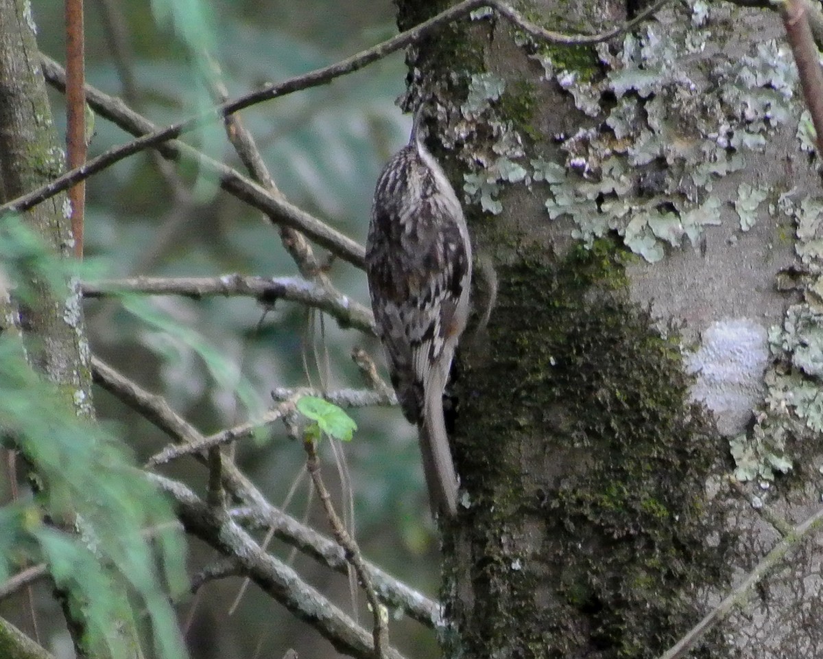 Brown Creeper - ML611993037