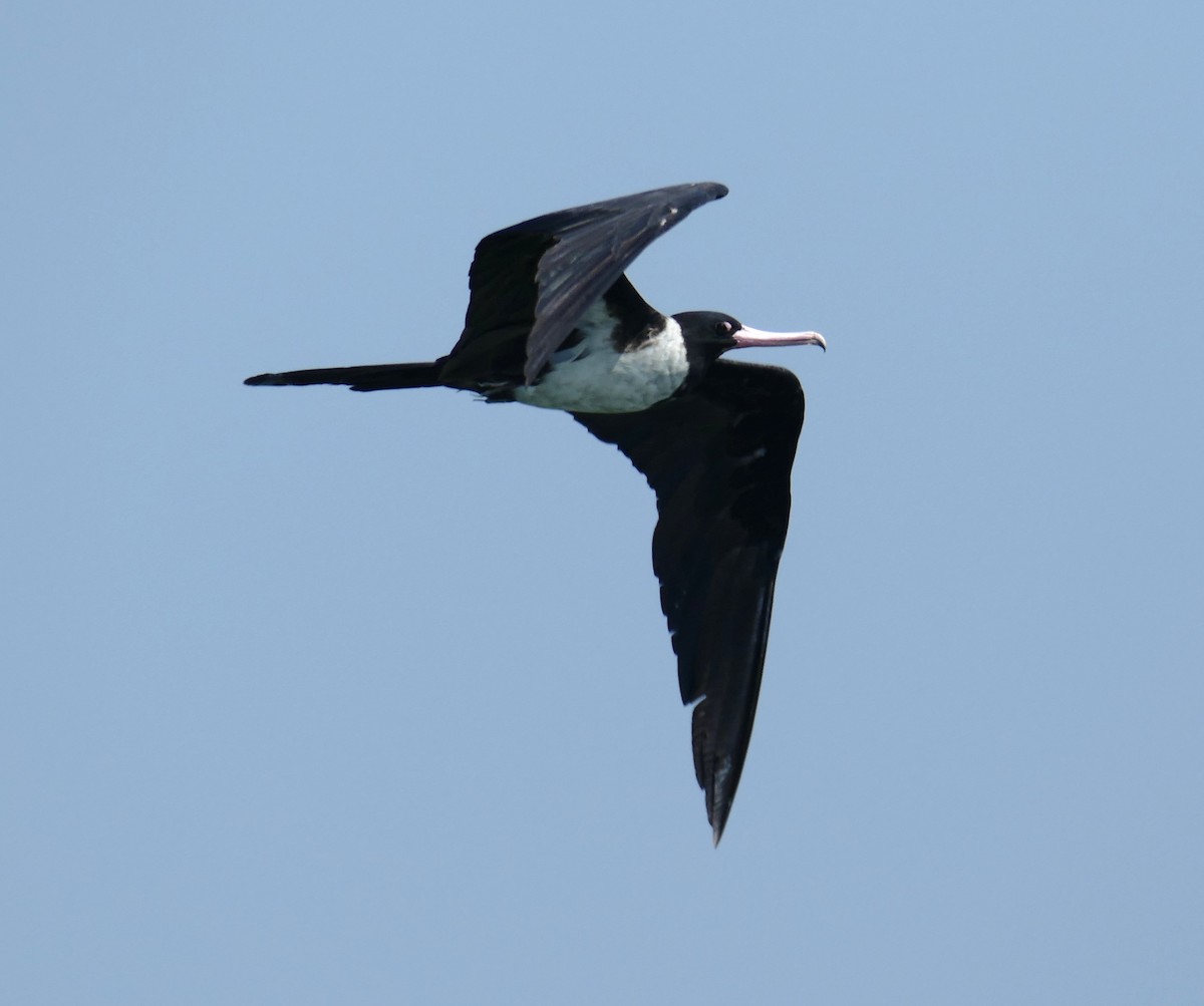 Christmas Island Frigatebird - ML611993063