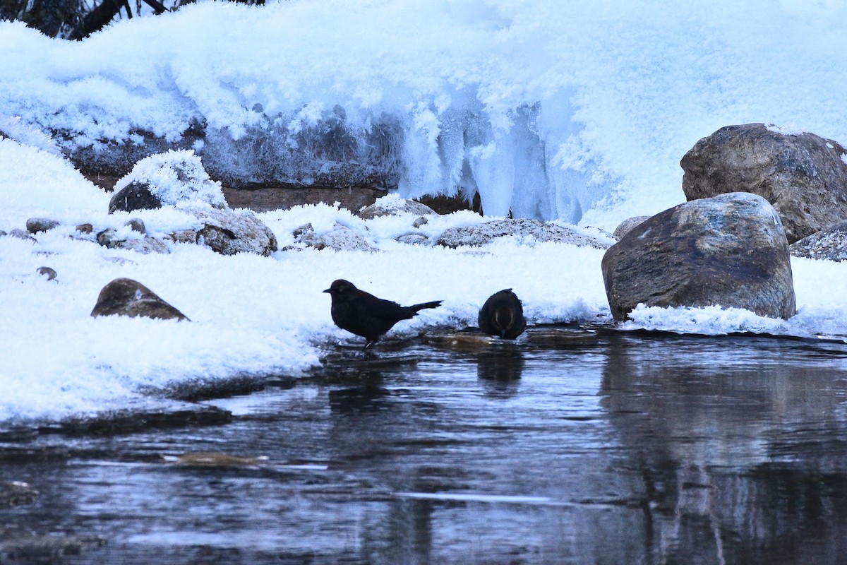 Rusty Blackbird - Carson Kearns