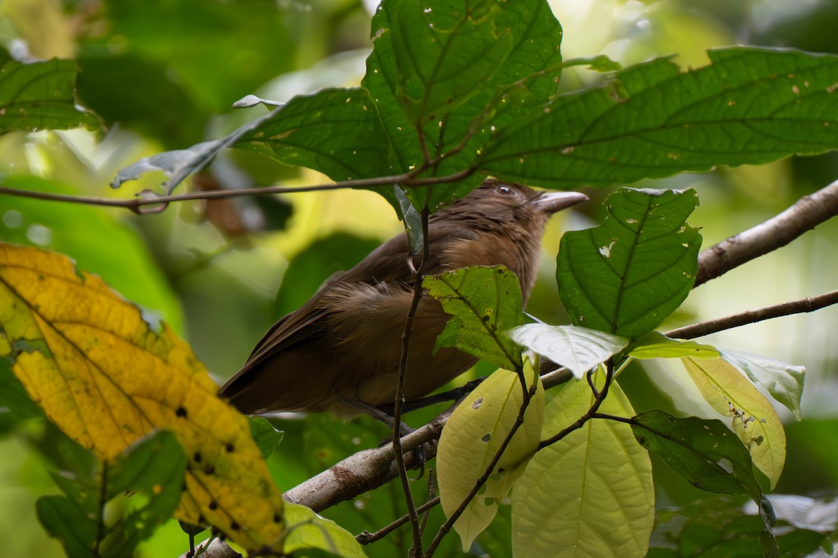 Rusty Pitohui - ML611993141