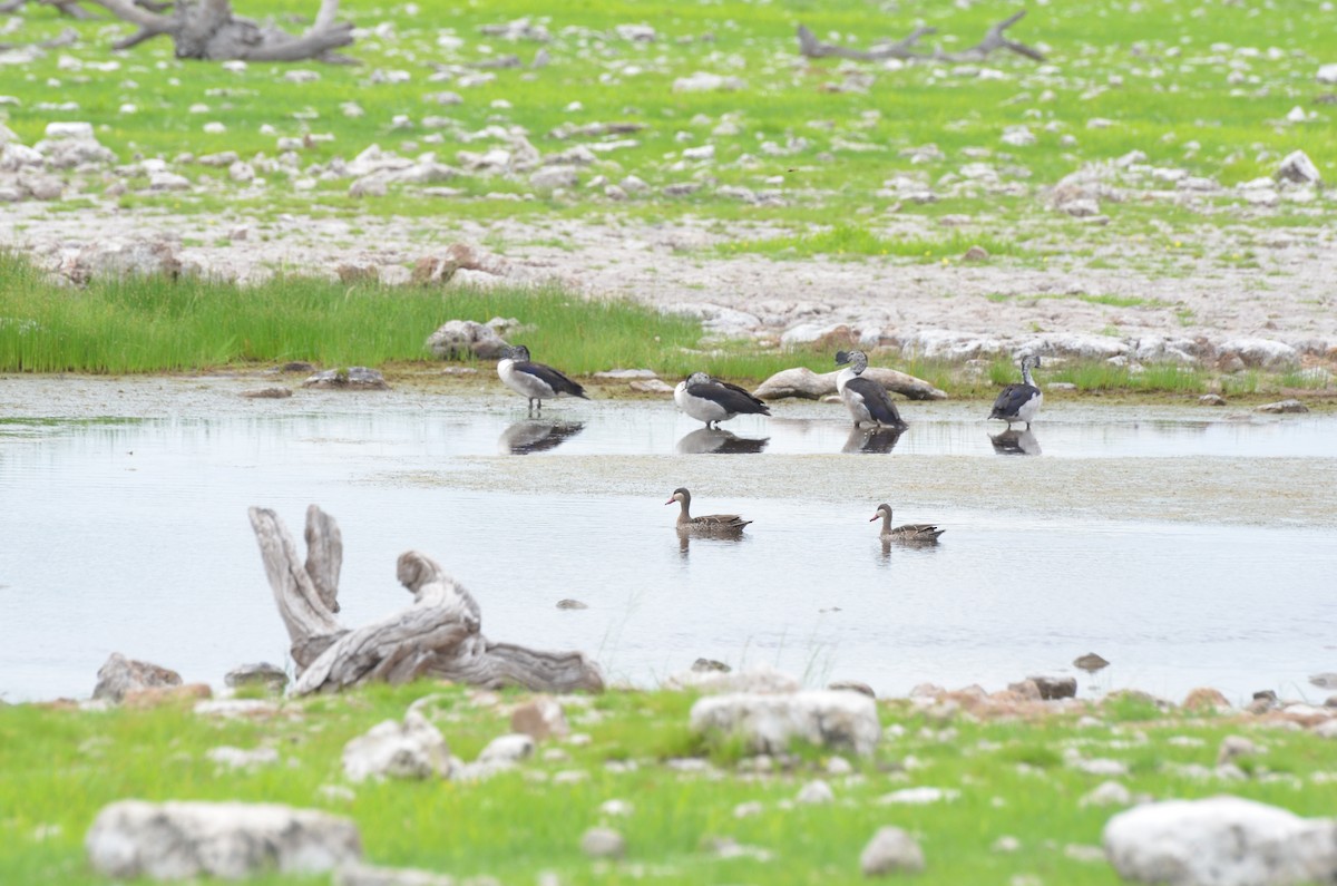 Knob-billed Duck - ML611993190