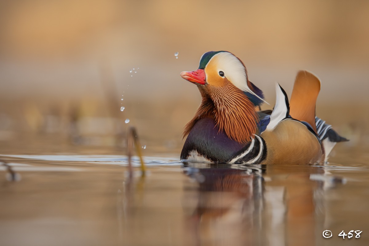 鴛鴦 - ML611993195