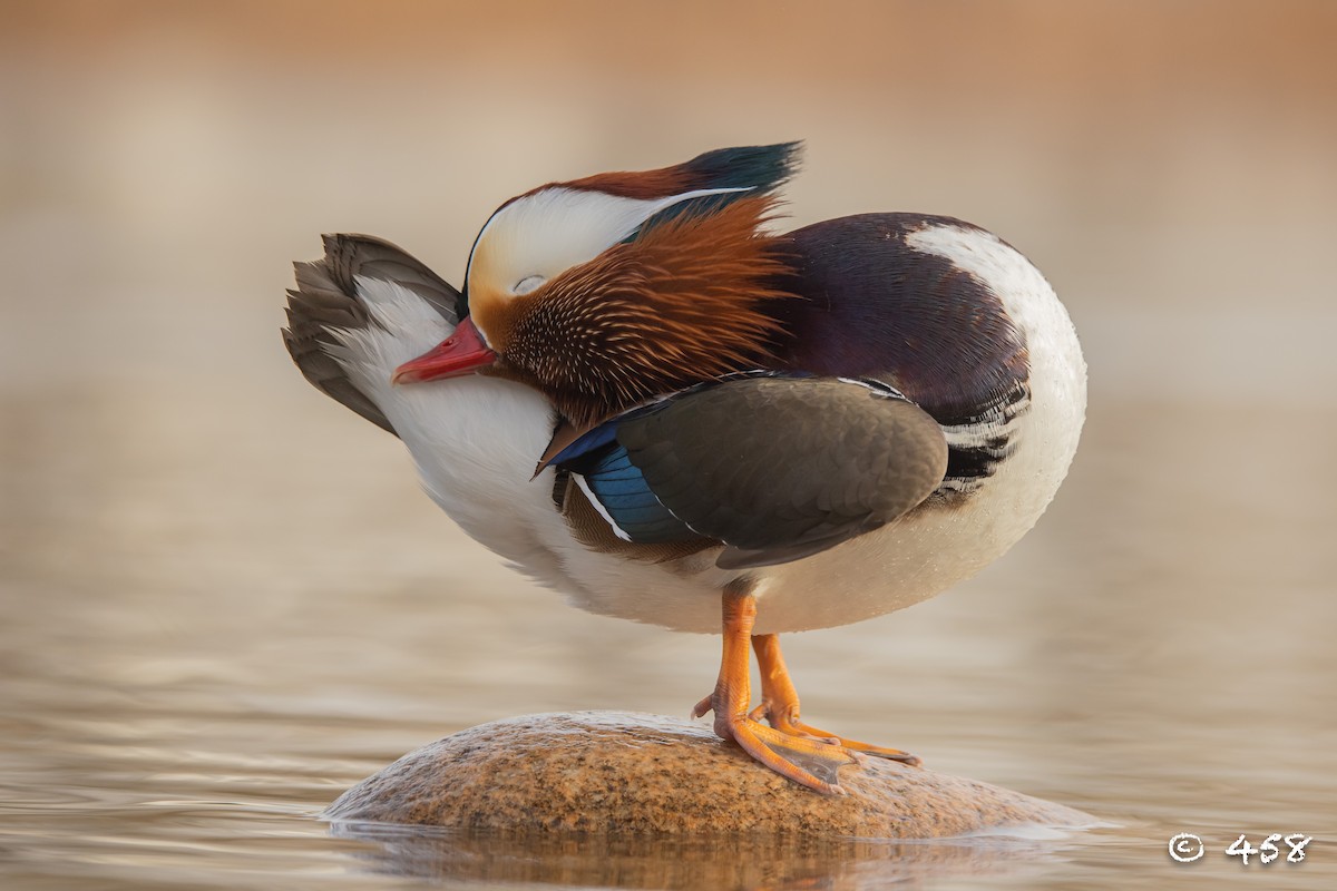 鴛鴦 - ML611993196