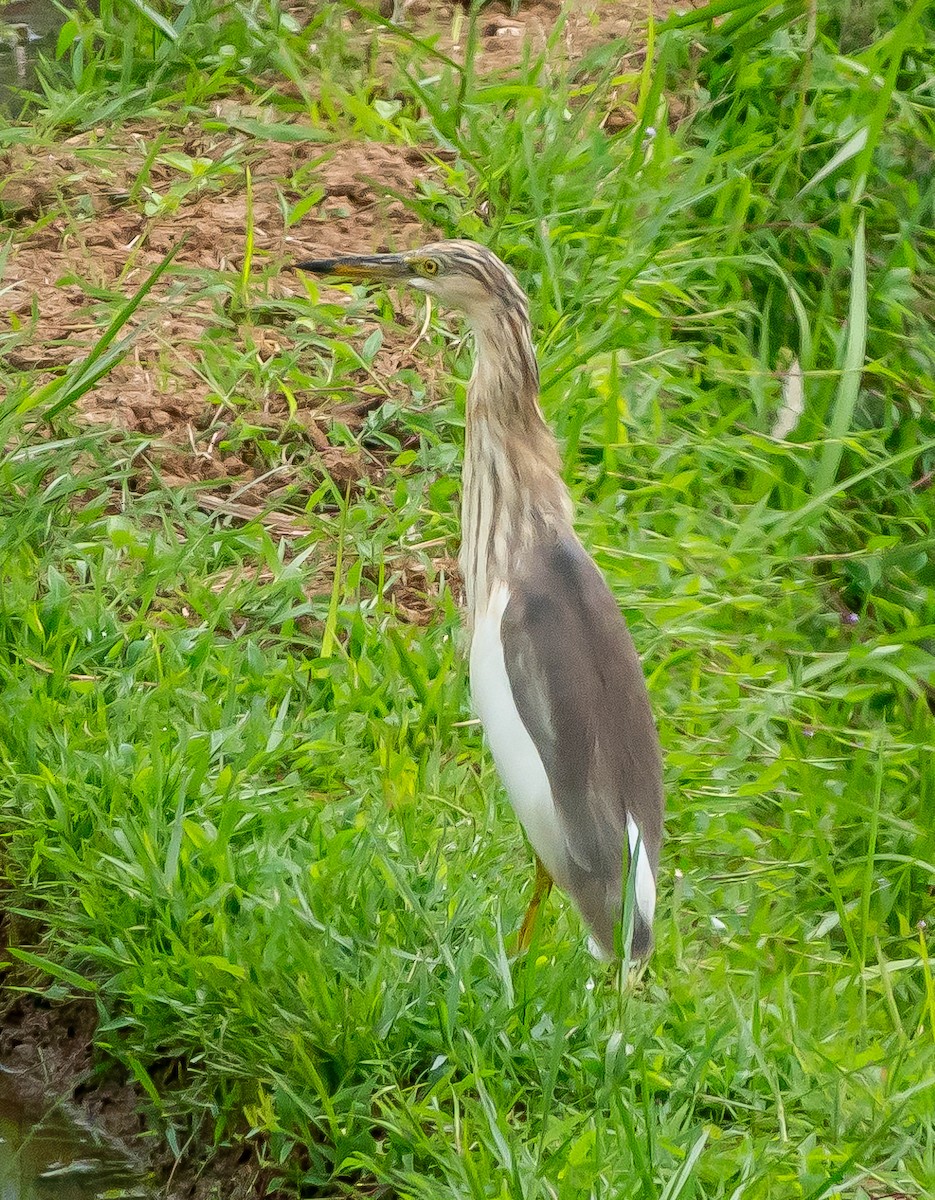 Javan Pond-Heron - ML611993199