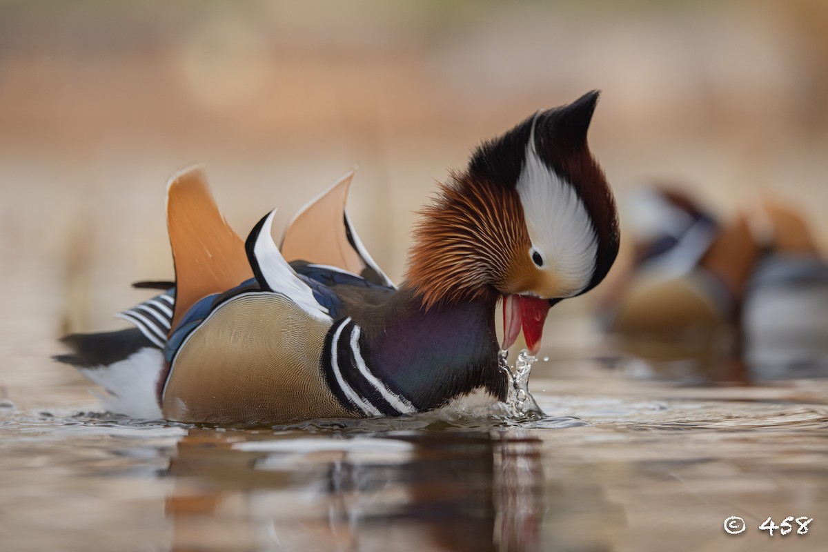 鴛鴦 - ML611993206