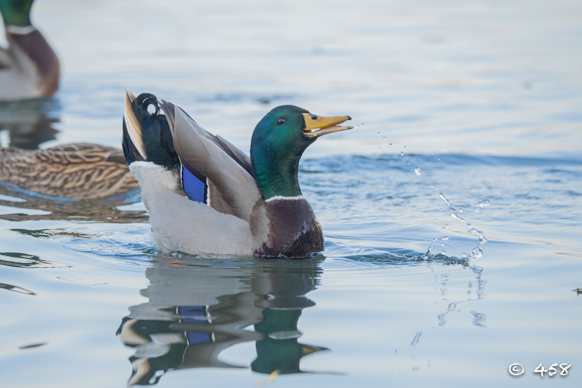 綠頭鴨 - ML611993211