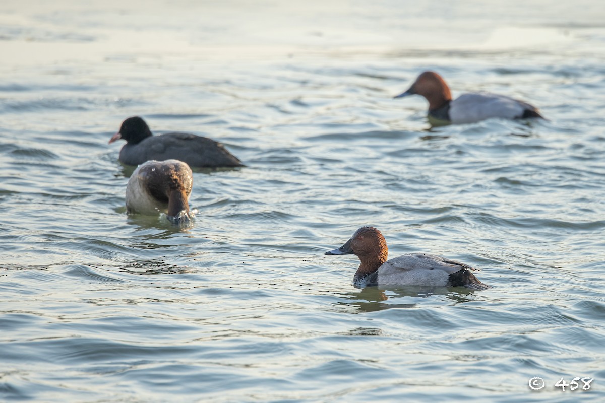 紅頭潛鴨 - ML611993213