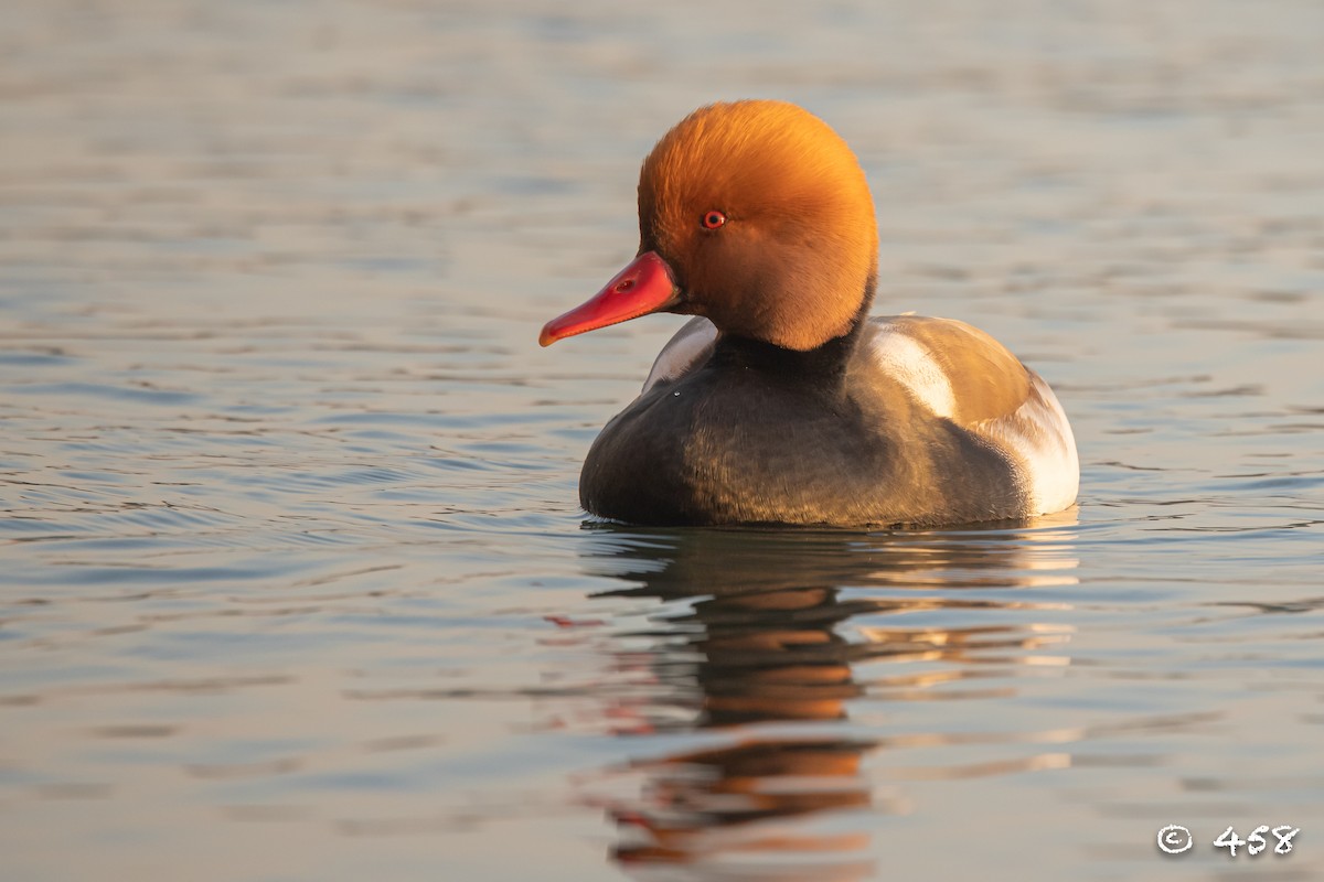 Red-crested Pochard - ML611993218