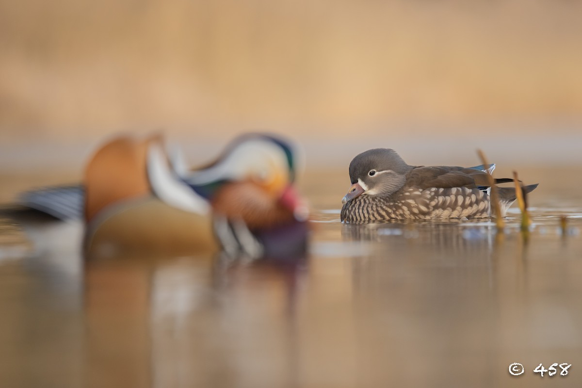 Mandarin Duck - ML611993227