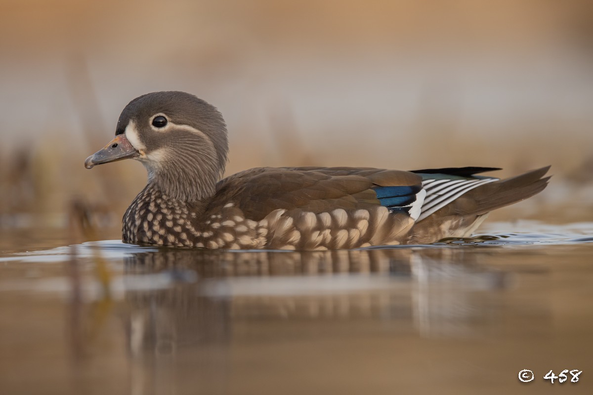 鴛鴦 - ML611993229