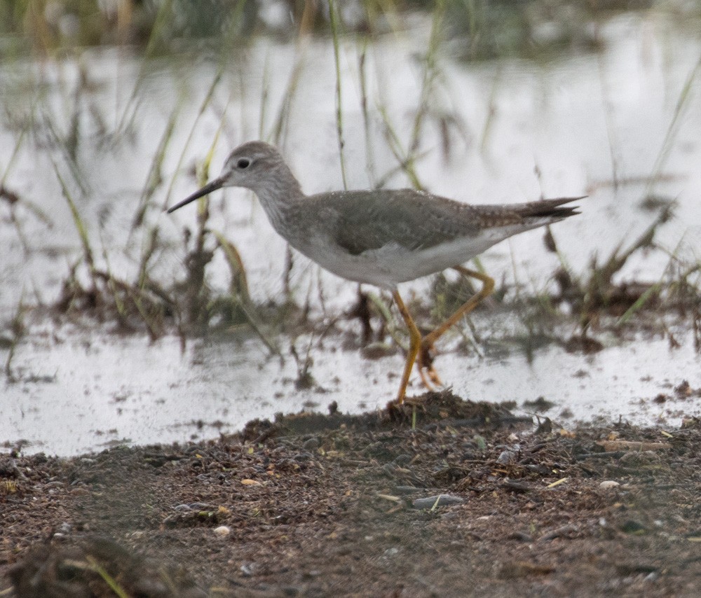 Lesser Yellowlegs - ML611993235