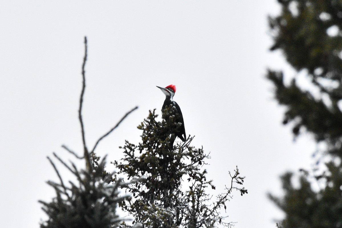 Pileated Woodpecker - ML611993275