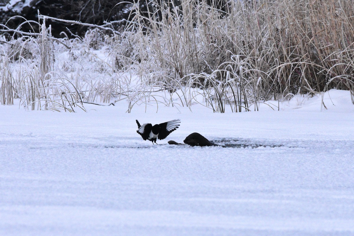 Black-billed Magpie - ML611993279