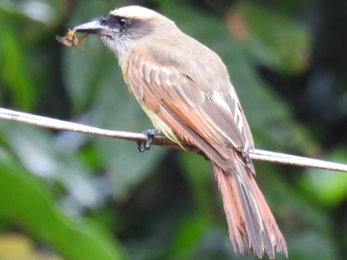 Baird's Flycatcher - ML611993298