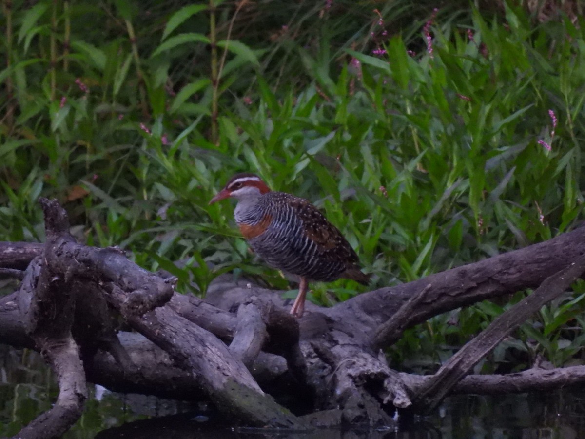 Buff-banded Rail - ML611993315