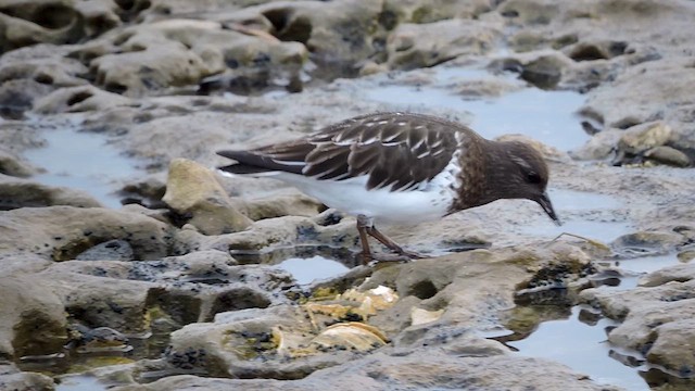 Black Turnstone - ML611993325