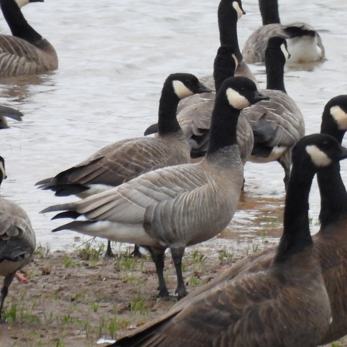 Харлаг галуу - ML611993448