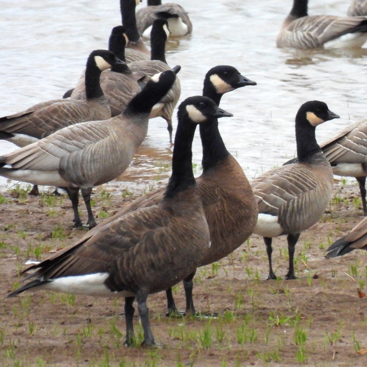 Canada Goose (occidentalis/fulva) - ML611993458